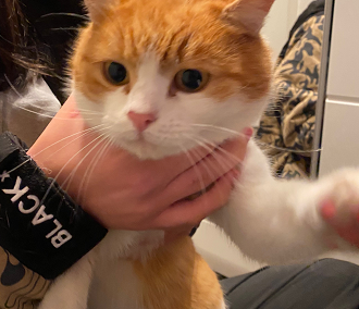 Fundkatze Wörgl  (01/23)
