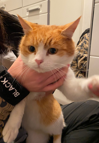 Fundkatze Wörgl  (01/23)