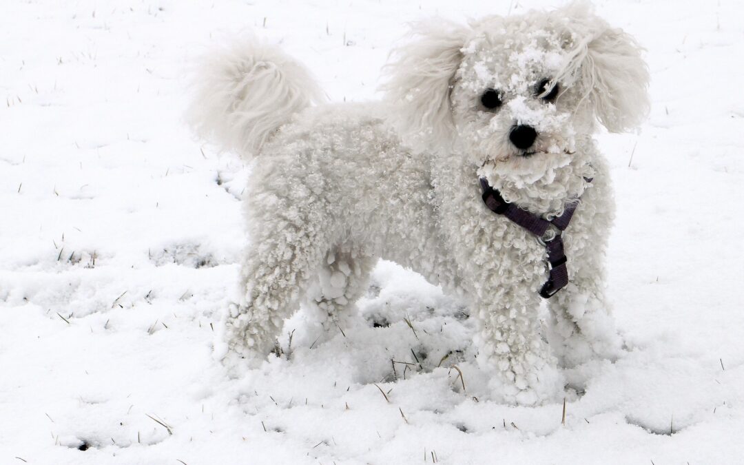 Skitour & Rodeln mit Hund