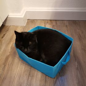 Ellmau_Fundkatze1