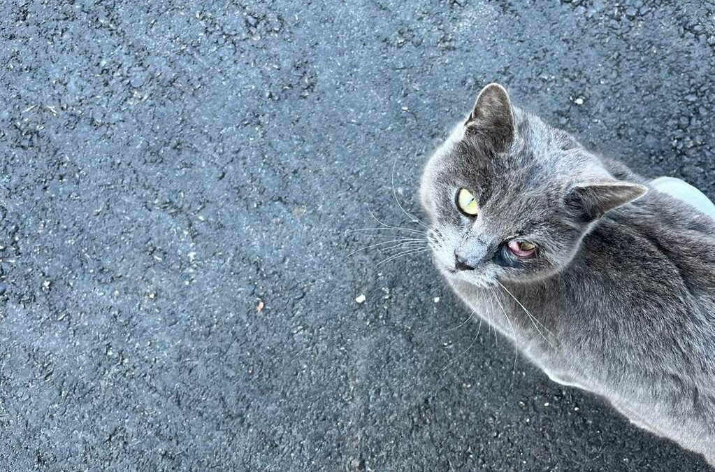 Sichtung Katze, Hall in Tirol  (02/23)