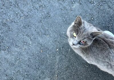 Sichtung Katze, Hall in Tirol  (02/23)