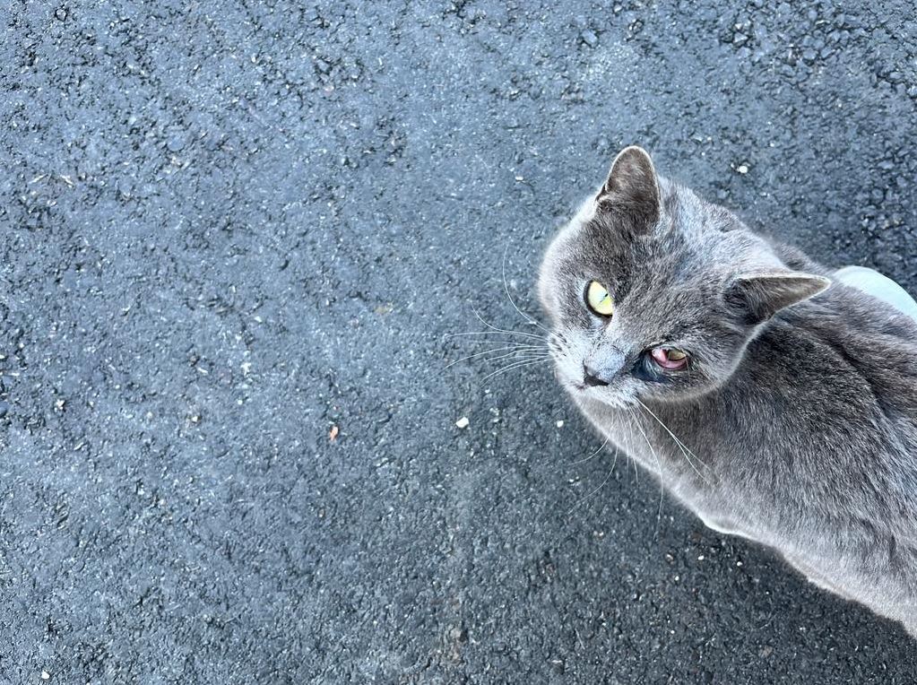 Fundkatze Hall