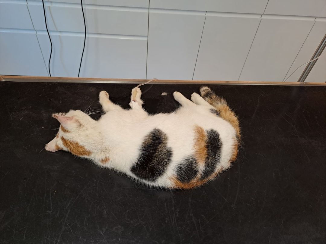 Götzens_verletzte Katze
