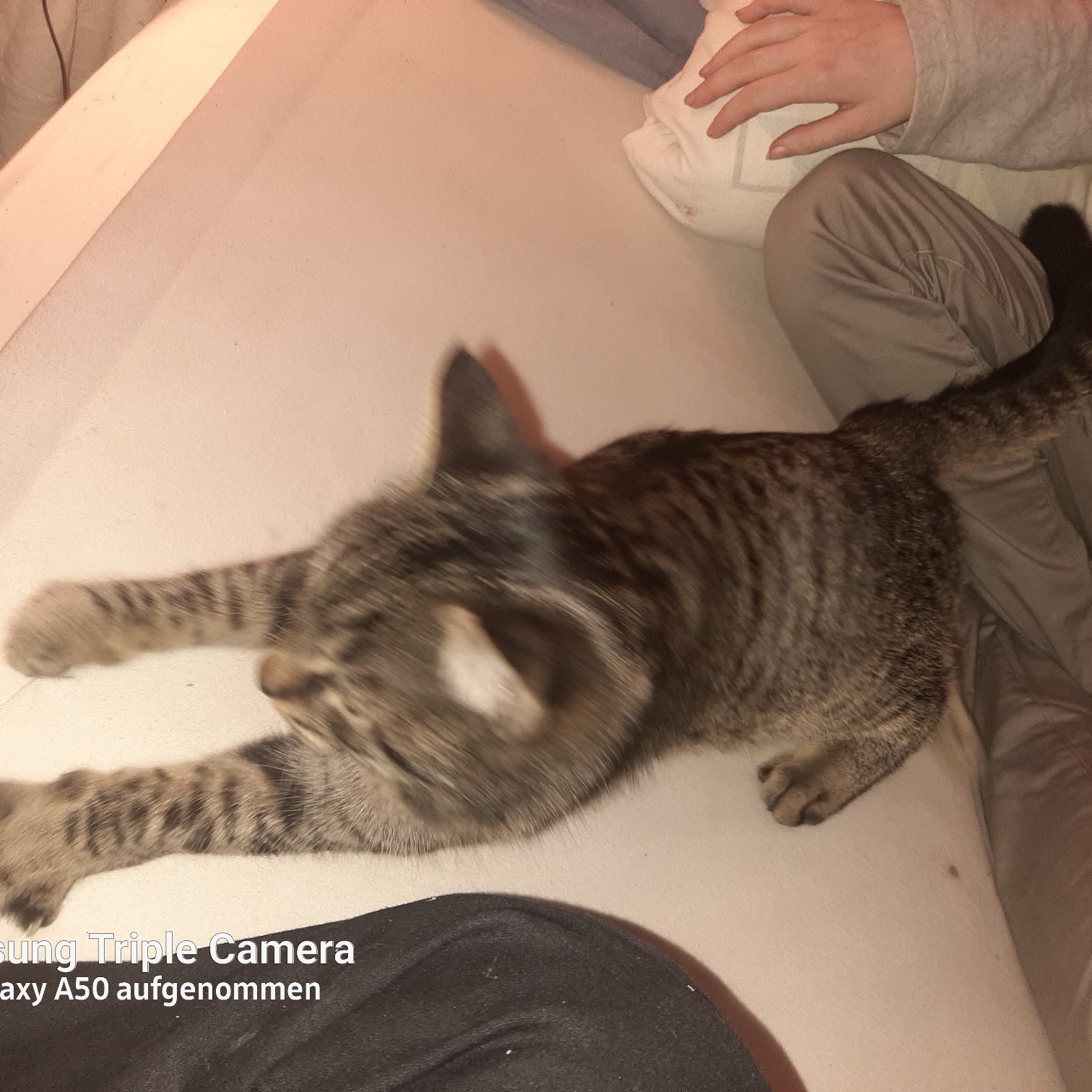 Katze Marcel