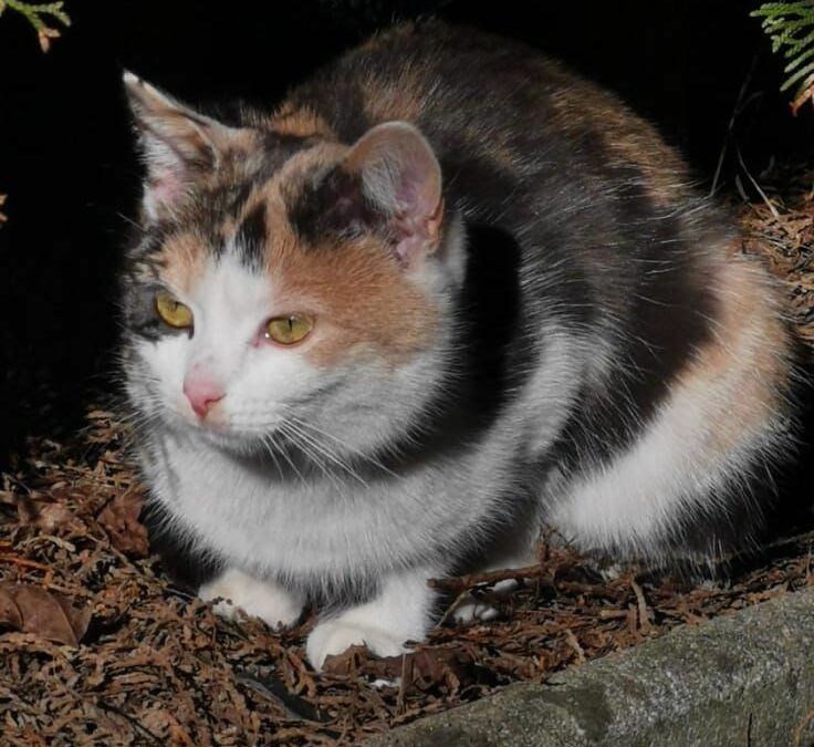 Fundkatze Langkampfen  (02/23)