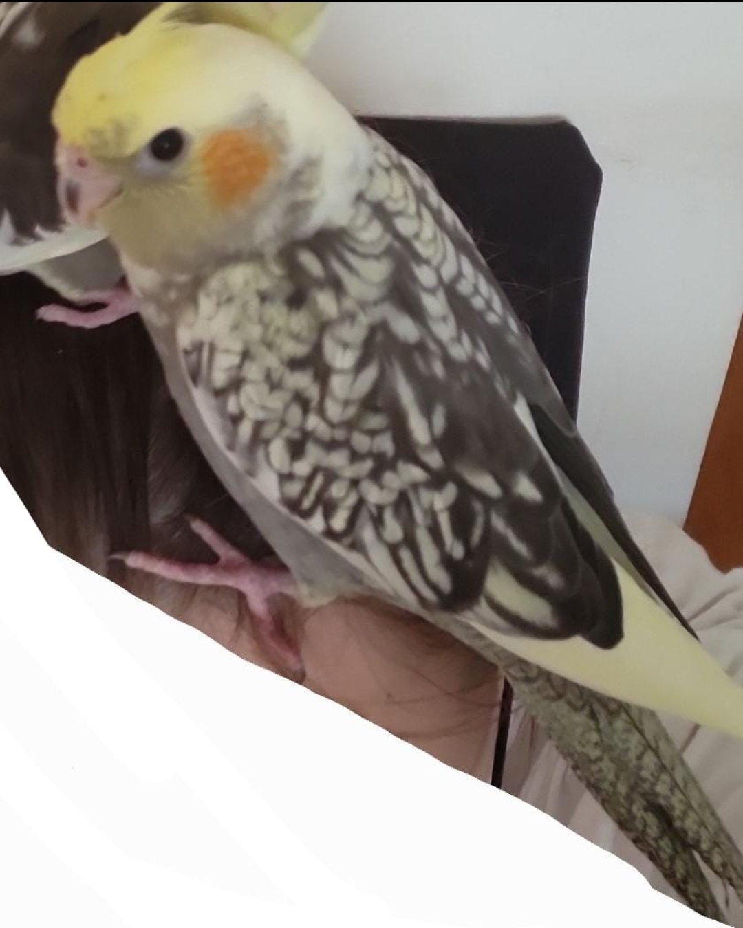 Nymphensittich Pikachu
