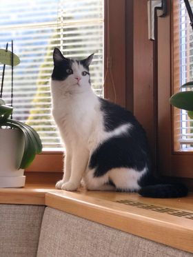 Kater Diego, Ötztal Bahnhof  (02/23)