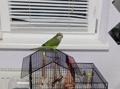 Papagei Kiwi