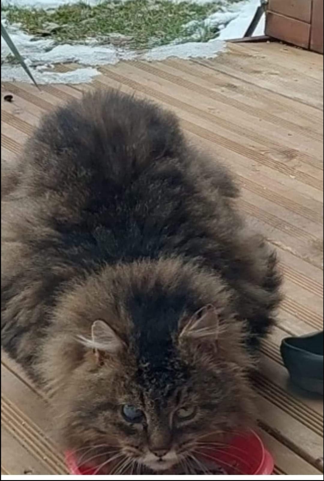 Schwoich_Fundkater