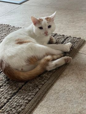 Fundkater, Schwoich  (02/23)