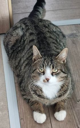 Volders_Katze_Nala