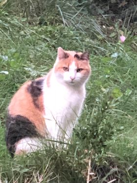 Vomperbach_Katze_Petzi