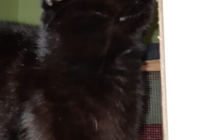Fundkatze Mühlbachl  (02/23)