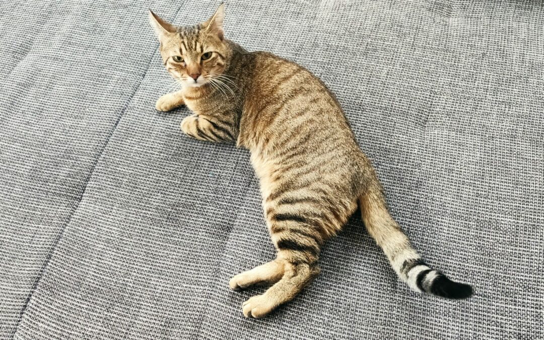 Fundkater, Reith  (03/23)