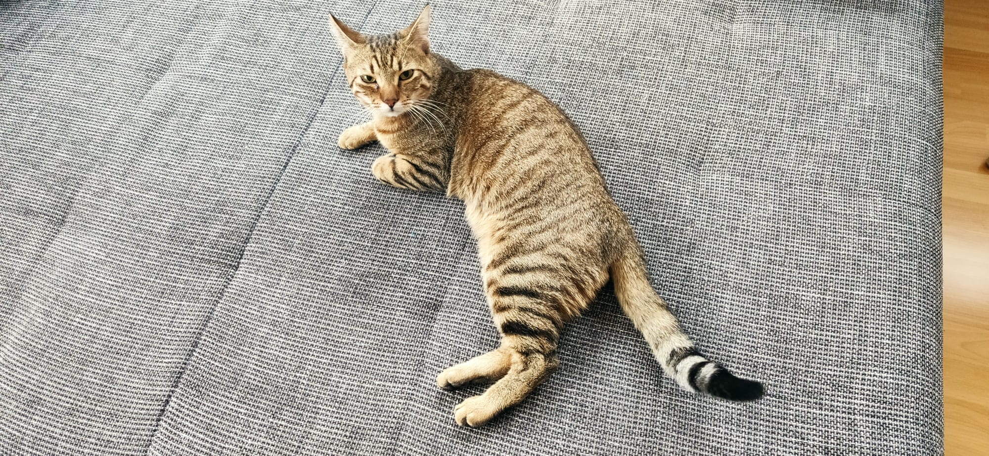 Fundkater Reith