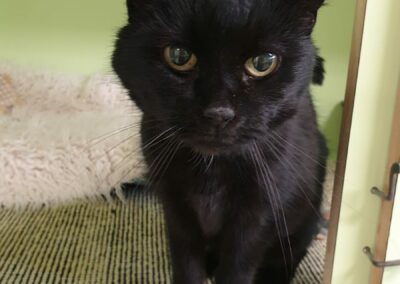 Fundkatze, Innsbruck  (03/23)