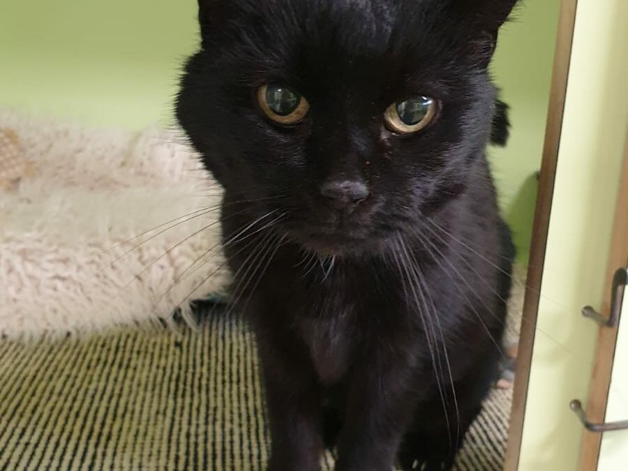 Fundkatze, Innsbruck (03/23)