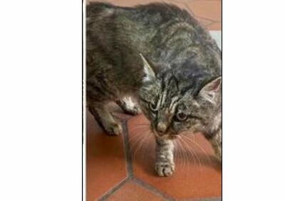 Fundkatze, Oberhofen(03/2023)