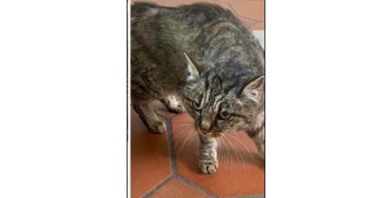 Fundkatze, Oberhofen(03/2023)