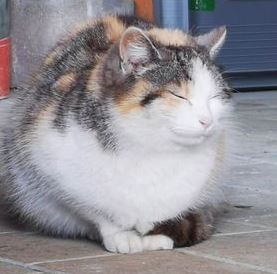 Fundkatze Westendorf