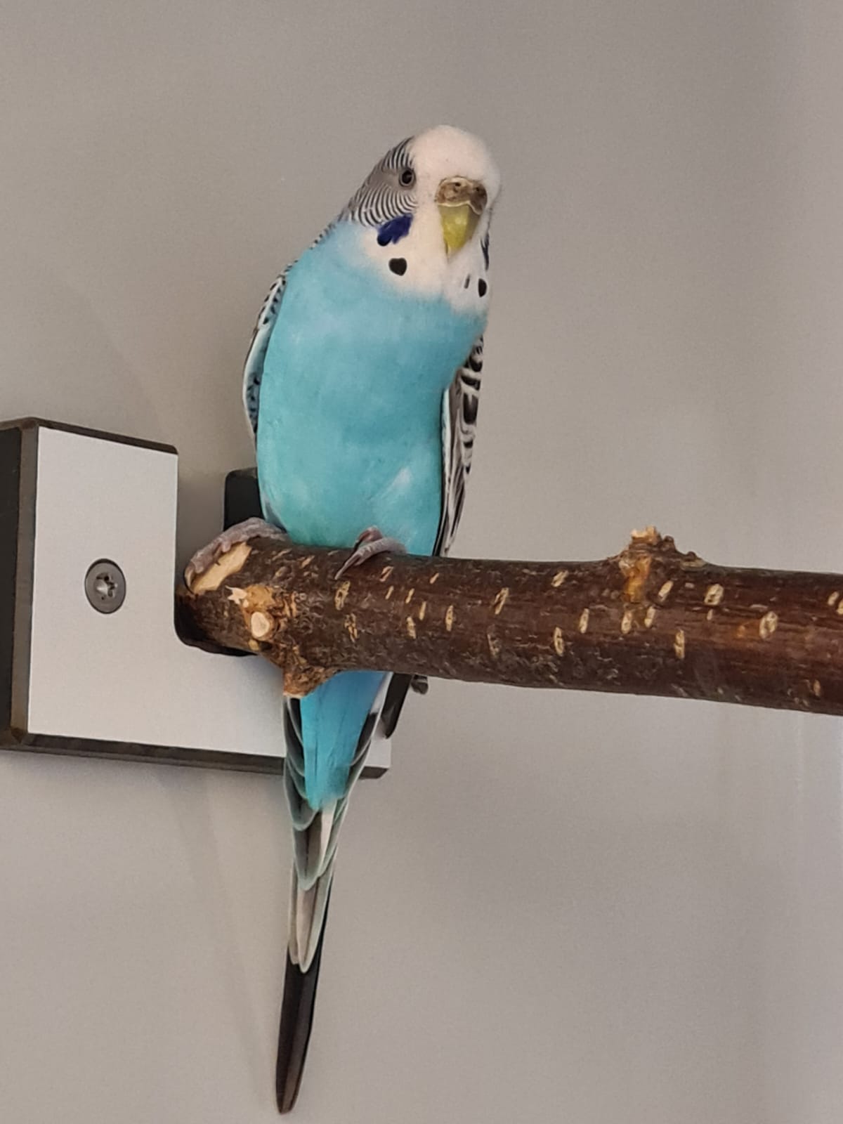 Fundvogel Wellensittich