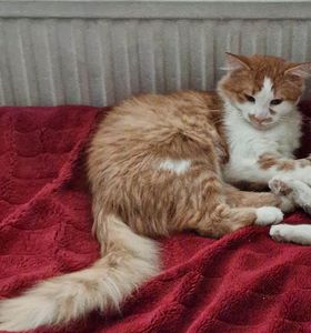Hall_Kater_Tekir