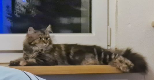 Hall_Katze_Asi