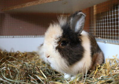 Maxi