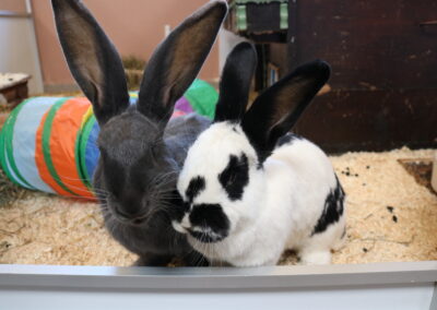 Löffel und Lilly