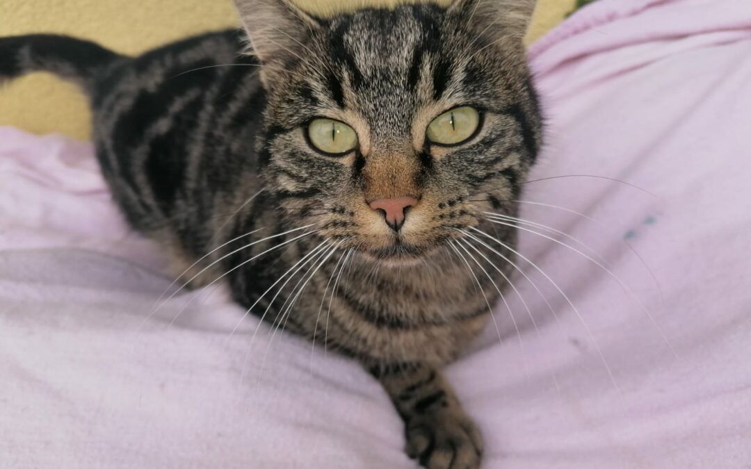 Fundkatze, Kirchdorf  (03/23)