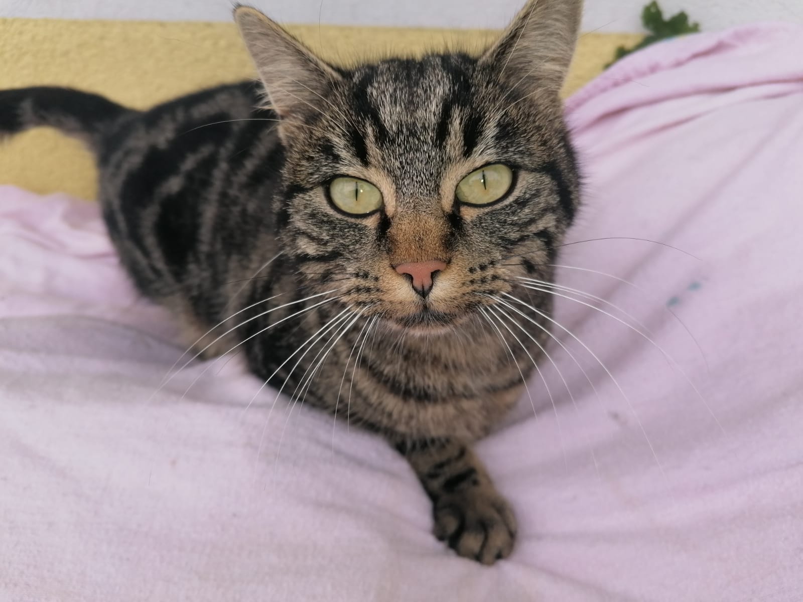 Kirchdorf_Fundkatze