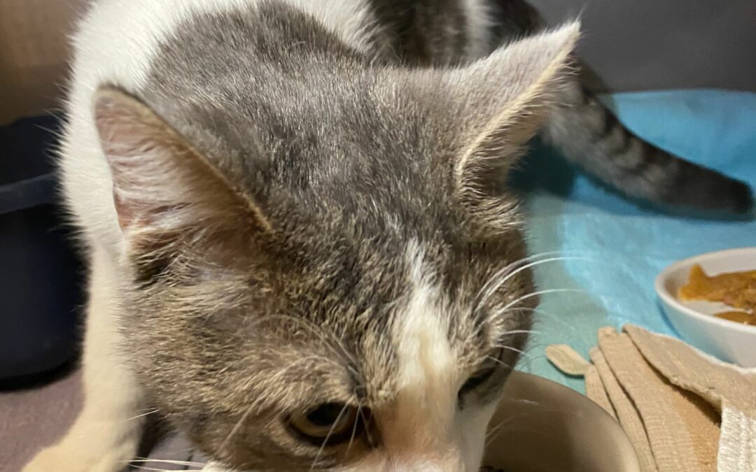 Fundkatze Kufstein (03/23)