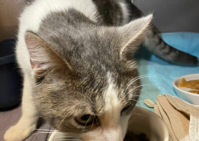 Fundkatze Kufstein  (03/23)