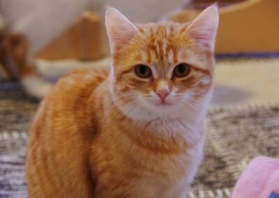 Mango & Biscuit