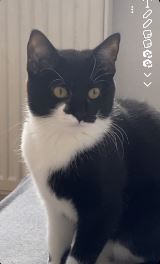 Nala4