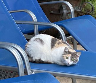 Schwaz_Katze_Fini1
