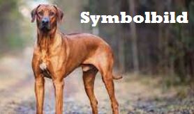 Sichtung Hund Rhodesian
