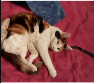 Strassen_Katze_Kira1