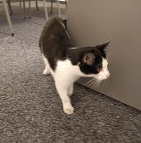 Fundkater, Thaur  (03/23)