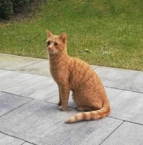 Fundkater, Uderns  (03/23)