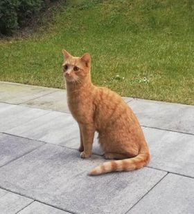 Fundkater, Uderns  (03/23)