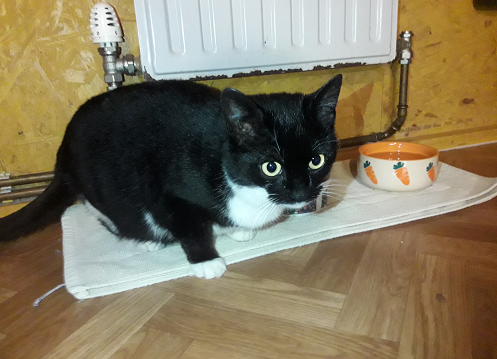 Fundkatze, Angath  (04/23)