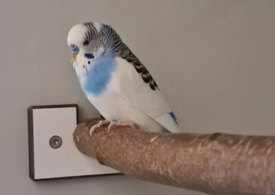 Blue (Fundwellensittich), Hall  (04/23)