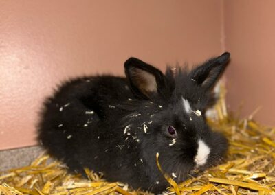 Möhrchen