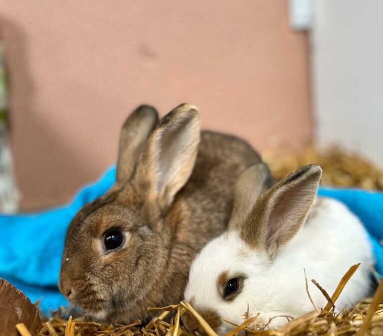 Honey und Bounty