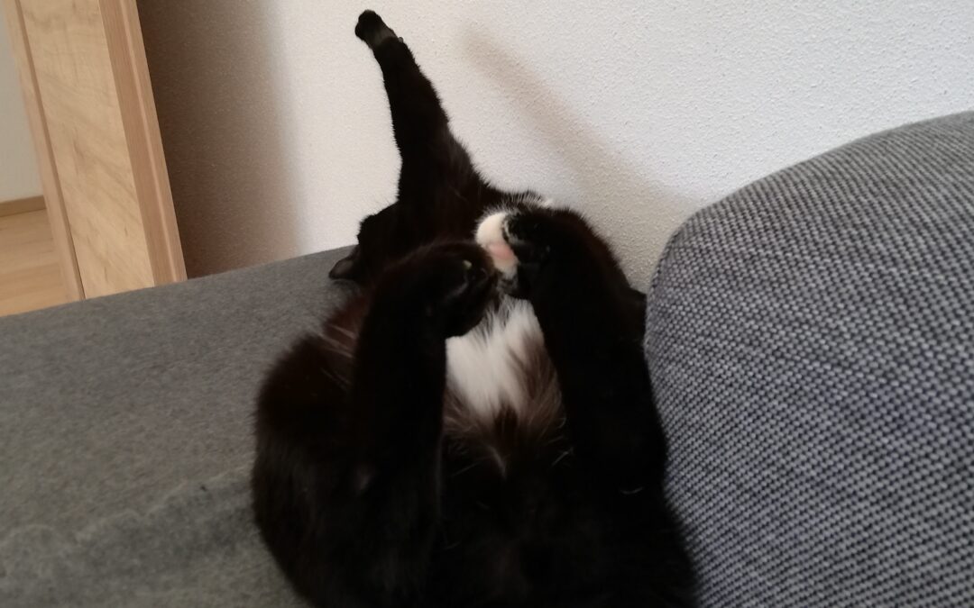 Mogli, Itter  (04/23)