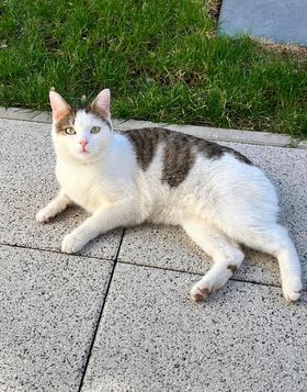 Kufstein_Kater_Schnurrbert1