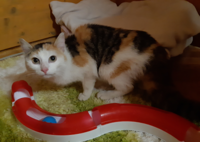 Fundkatze Laimach  (04/23)