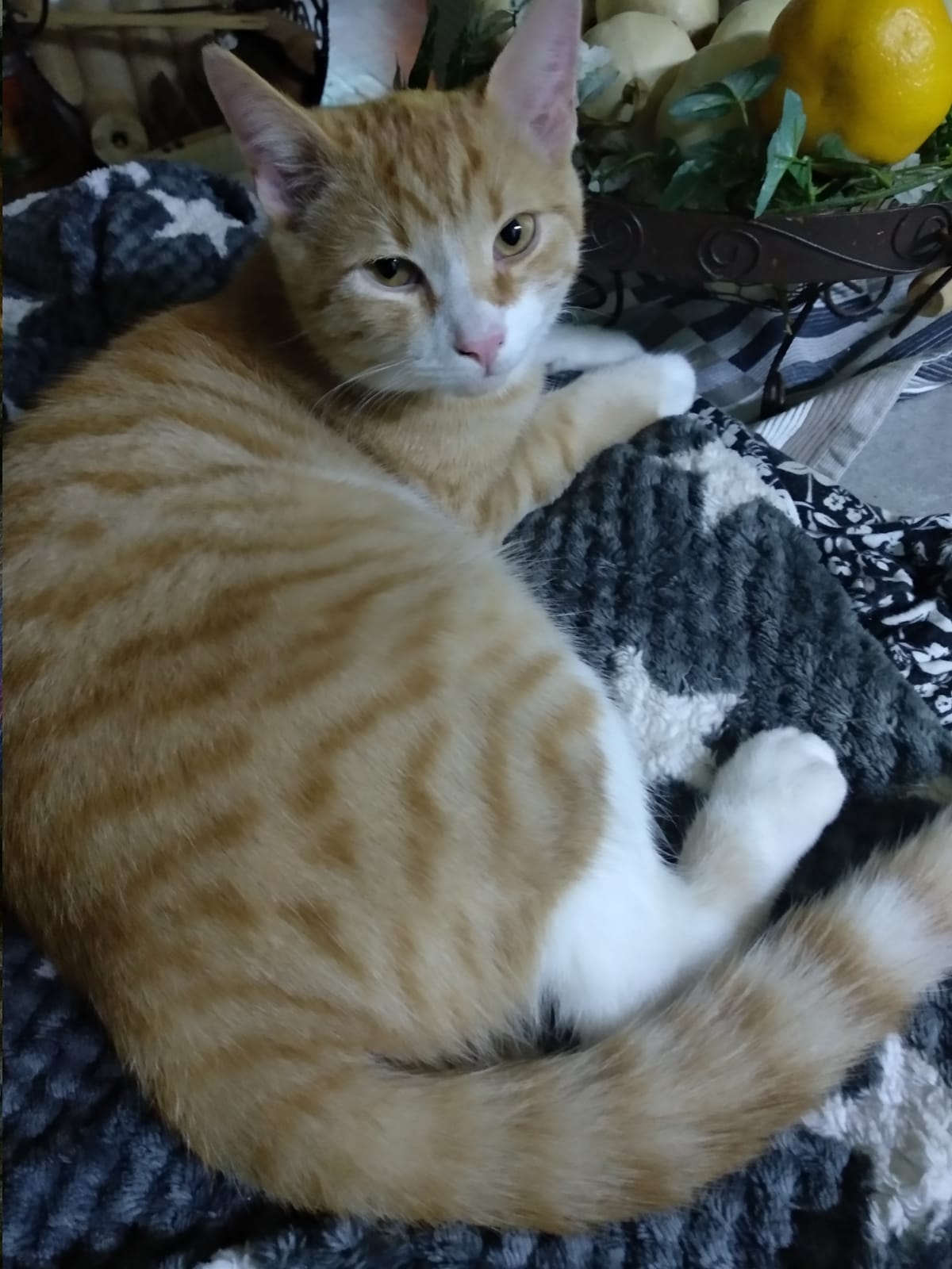 Radfeld_Kater_Schnurri